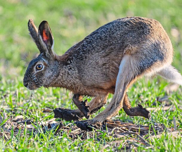Hasen leben auf Feldern und Wiesen, im Kreis Ludwigsburg gibt es Orte, wo sie sich besonders wohlfühlen.
