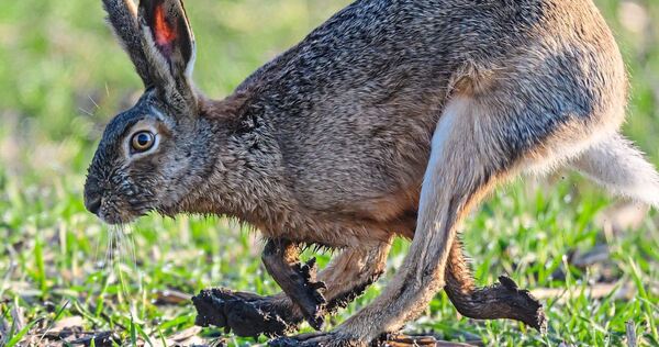 Hasen leben auf Feldern und Wiesen, im Kreis Ludwigsburg gibt es Orte, wo sie sich besonders wohlfühlen. Hasen leben auf Feldern und Wiesen, im Kreis Ludwigsburg gibt es Orte, wo sie sich besonders wohlfühlen.