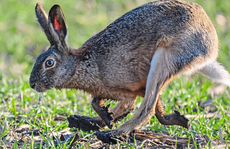 Hasen leben auf Feldern und Wiesen, im Kreis Ludwigsburg gibt es Orte, wo sie sich besonders wohlfühlen. Hasen leben auf Feldern und Wiesen, im Kreis Ludwigsburg gibt es Orte, wo sie sich besonders wohlfühlen.
