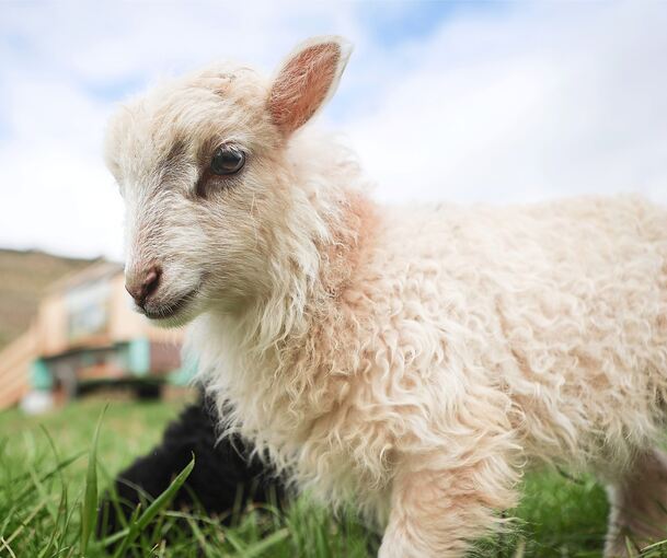 Mit wachem Blick hinaus in die Weinberge: Ungefähr vier Wochen sind die Lämmer nun alt.