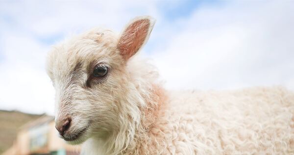 Mit wachem Blick hinaus in die Weinberge: Ungefähr vier Wochen sind die Lämmer nun alt.