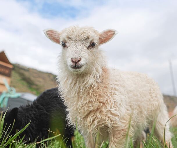 Noch fressen die Lämmer wenig. Doch ihr Appetit wächst und wächst.