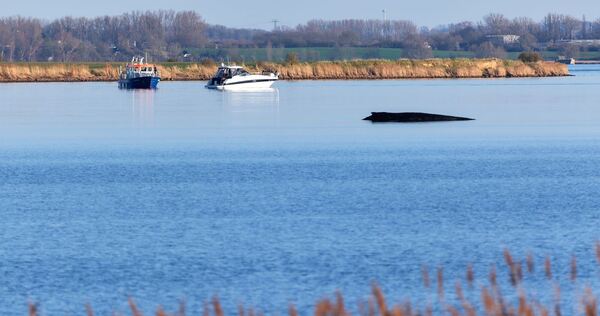 Buckelwal sitzt vor Insel Poel fest