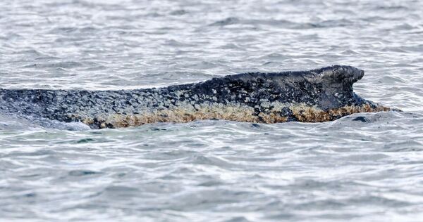 Buckelwal liegt weiter in Wismarbucht