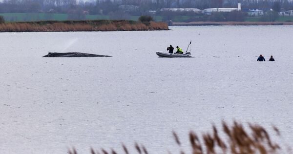 Buckelwal liegt weiter in Wismarbucht