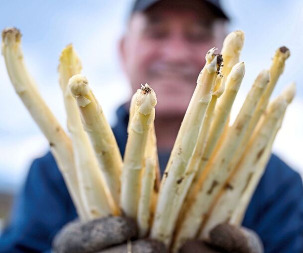 Spargel frisch vom Feld.