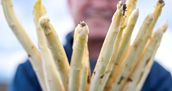 Spargel frisch vom Feld. Spargel frisch vom Feld.