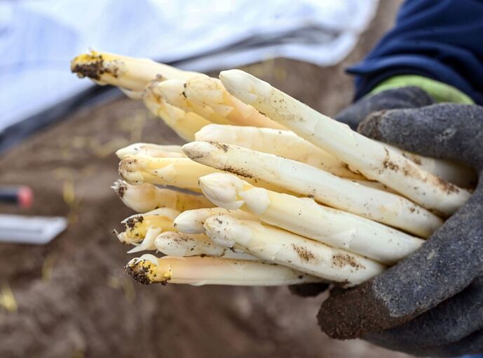 Spargelernte in Iffezheim Spargelernte in Iffezheim