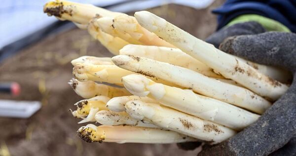 Spargelernte in Iffezheim