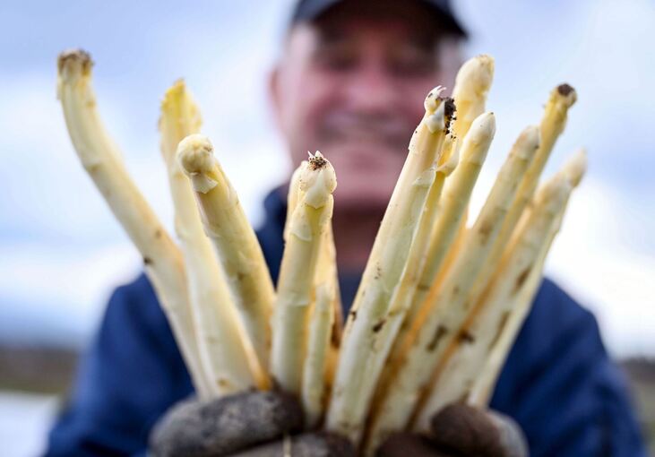 Spargelernte in Iffezheim Spargelernte in Iffezheim