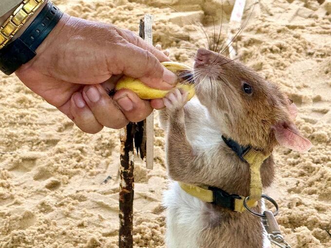 Statue für Minensuch-Ratte Magawa