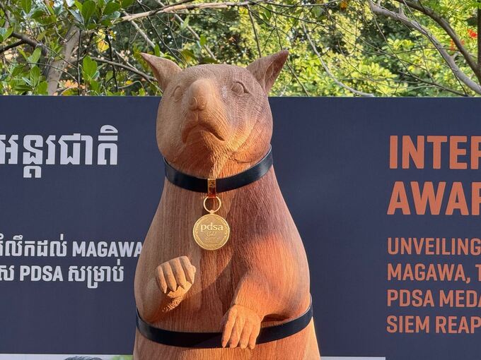 Statue für weltbekannte Minensuch-Ratte Magawa