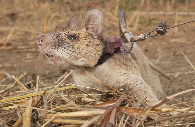 Berühmte Minensuch-Ratte Magawa in Kambodscha geehrt