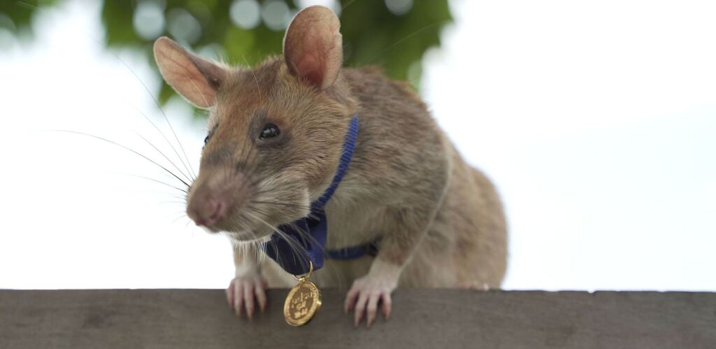 Berühmte Minensuch-Ratte Magawa in Kamboscha