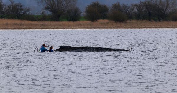 Buckelwal liegt weiter in Wismarbucht