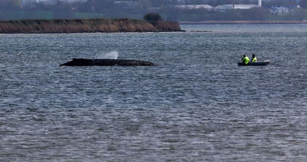 Buckelwal liegt weiter in Wismarbucht