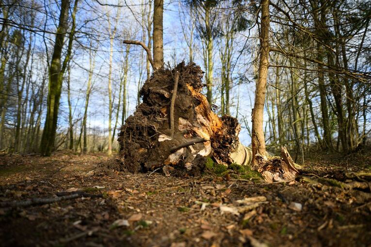 Baum umgestürzt - Drei Tote bei Flensburg