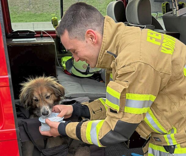 Der Hund bekommt Wasser und Streicheleinheiten.