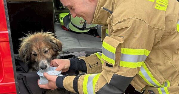 Der Hund bekommt Wasser und Streicheleinheiten.