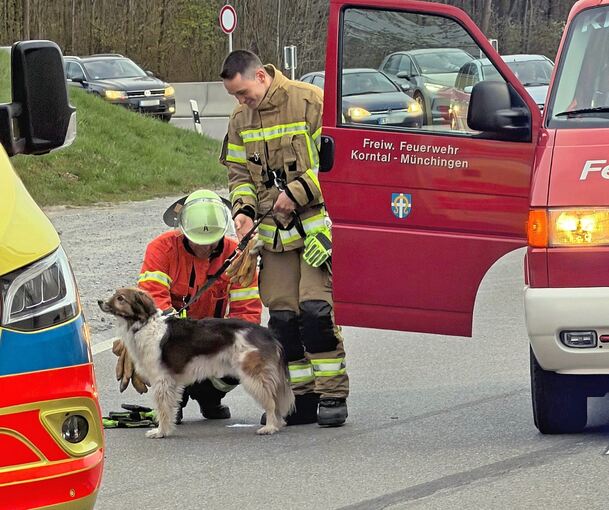 Feuerwehrleute kümmern sich um den Vierbeiner.