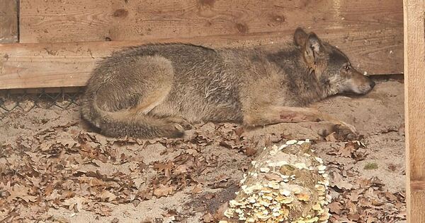 Hamburger Wolf in Tierauffangstation