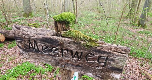 Der Meerweg im Löchgauer Wald führte früher zu einem See. Letzterer ist verschwunden, der Name blieb erhalten.
