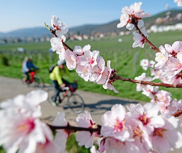 Die blühende Natur verschafft Radfahrern derzeit einen besonderen Genuss.