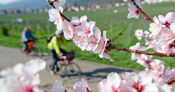 Die blühende Natur verschafft Radfahrern derzeit einen besonderen Genuss.