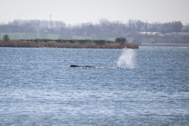 Gestrandeter Buckelwal in Wismarbucht