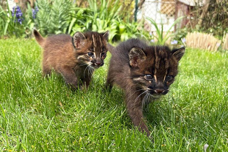 Nachwuchs bei Asiatischen Goldkatzen