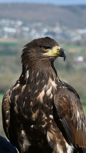 Seeadler Romeo wird vermisst Seeadler Romeo wird vermisst