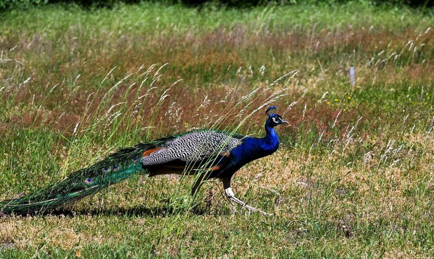 Pfau auf Straße gesichtet
