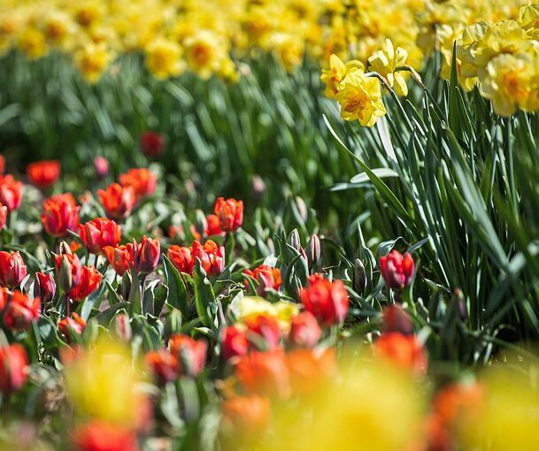Im April werden hauptsächlich Tulpen und Narzissen angeboten.