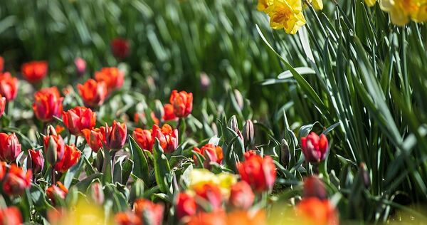 Im April werden hauptsächlich Tulpen und Narzissen angeboten.