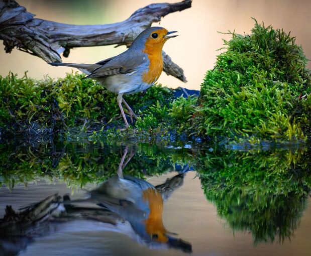 Naturklänge aus heimischen Wäldern wirken besonders erholsam