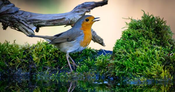 Naturklänge aus heimischen Wäldern wirken besonders erholsam