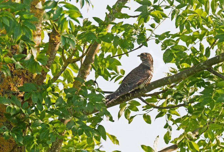 Naturklänge aus heimischen Wäldern wirken besonders erholsam