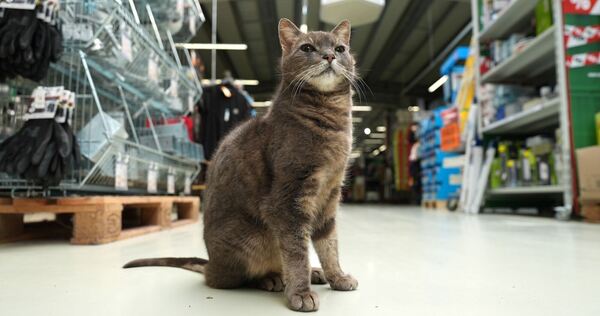 Katze "Lotti" lebt in Baumarkt