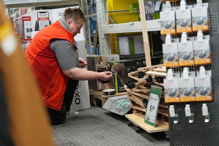 Katze "Lotti" lebt in Baumarkt