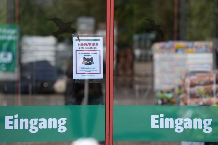 Katze "Lotti" lebt in Baumarkt