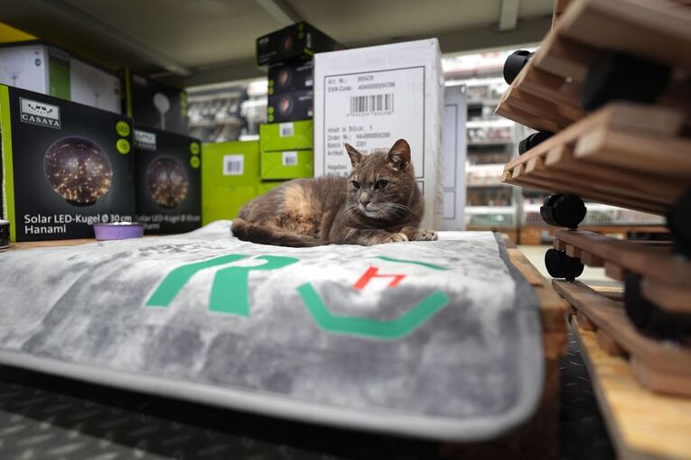 Katze "Lotti" lebt in Baumarkt