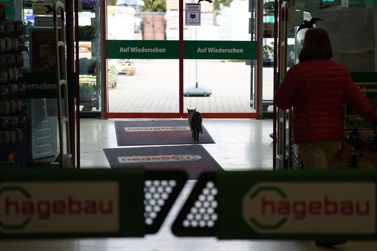 Katze "Lotti" lebt in Baumarkt