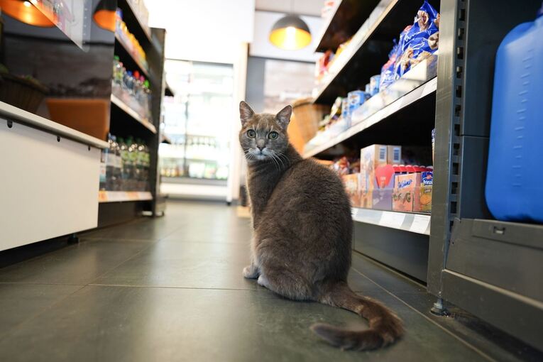 Katze "Lotti" lebt in Baumarkt