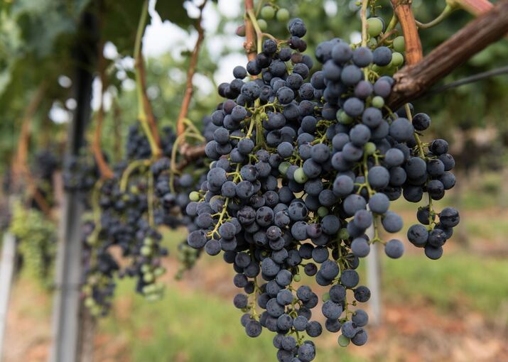 Merlot am Kaiserstuhl Merlot am Kaiserstuhl