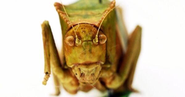 Heuschrecken im Naturkundemuseum Karlsruhe