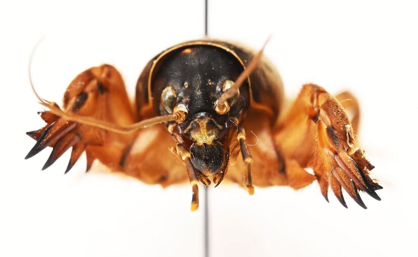 Heuschrecken im Naturkundemuseum Karlsruhe