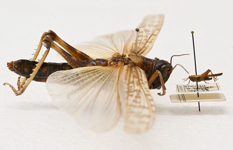 Heuschrecken im Naturkundemuseum Karlsruhe
