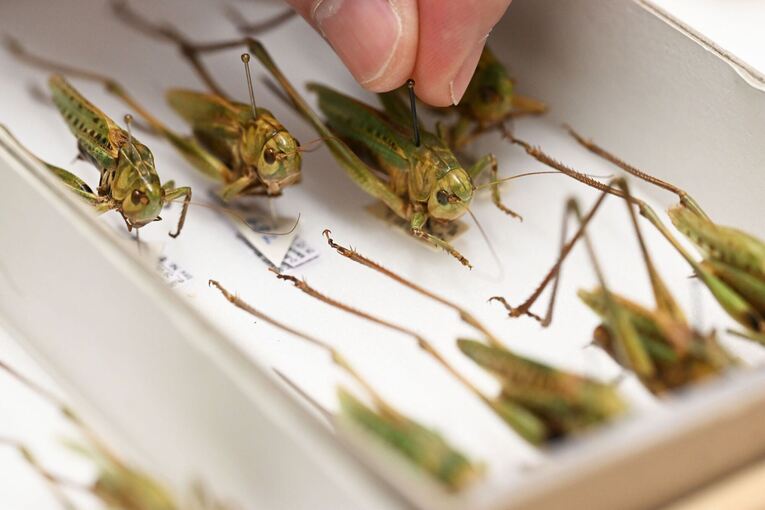 Heuschrecken im Naturkundemuseum Karlsruhe