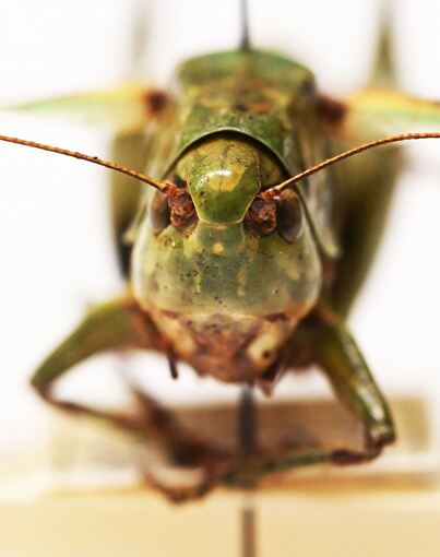 Heuschrecken im Naturkundemuseum Karlsruhe