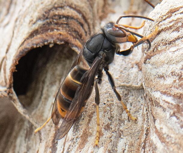 Ihre Grundfärbung ist schwarz, rotbraune Töne wie bei der europäischen Hornisse fehlen der asiatischen Hornisse.
